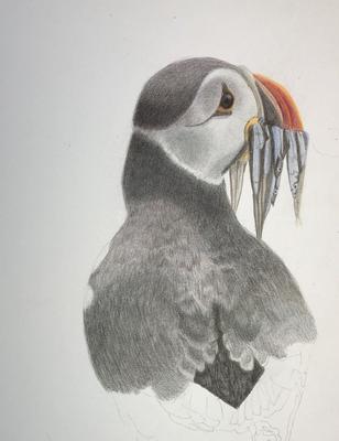 puffin